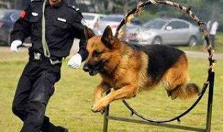 宠物美容师培训费用多少合适 宠物美容培训哪里好